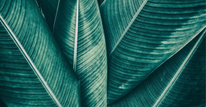 Perineural Injection Therapy